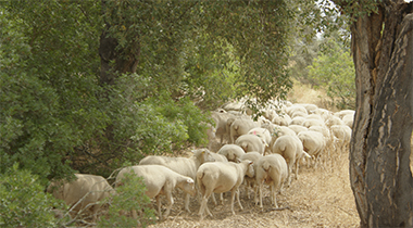 MPN SIERRA DE HORNACHUELOS