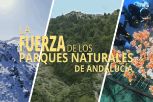 LA FUERZA DE LOS PARQUES NATURALES DE ANDALUCÍA, SERIE DOCUMENTAL PARA CANAL SUR Dexmedia