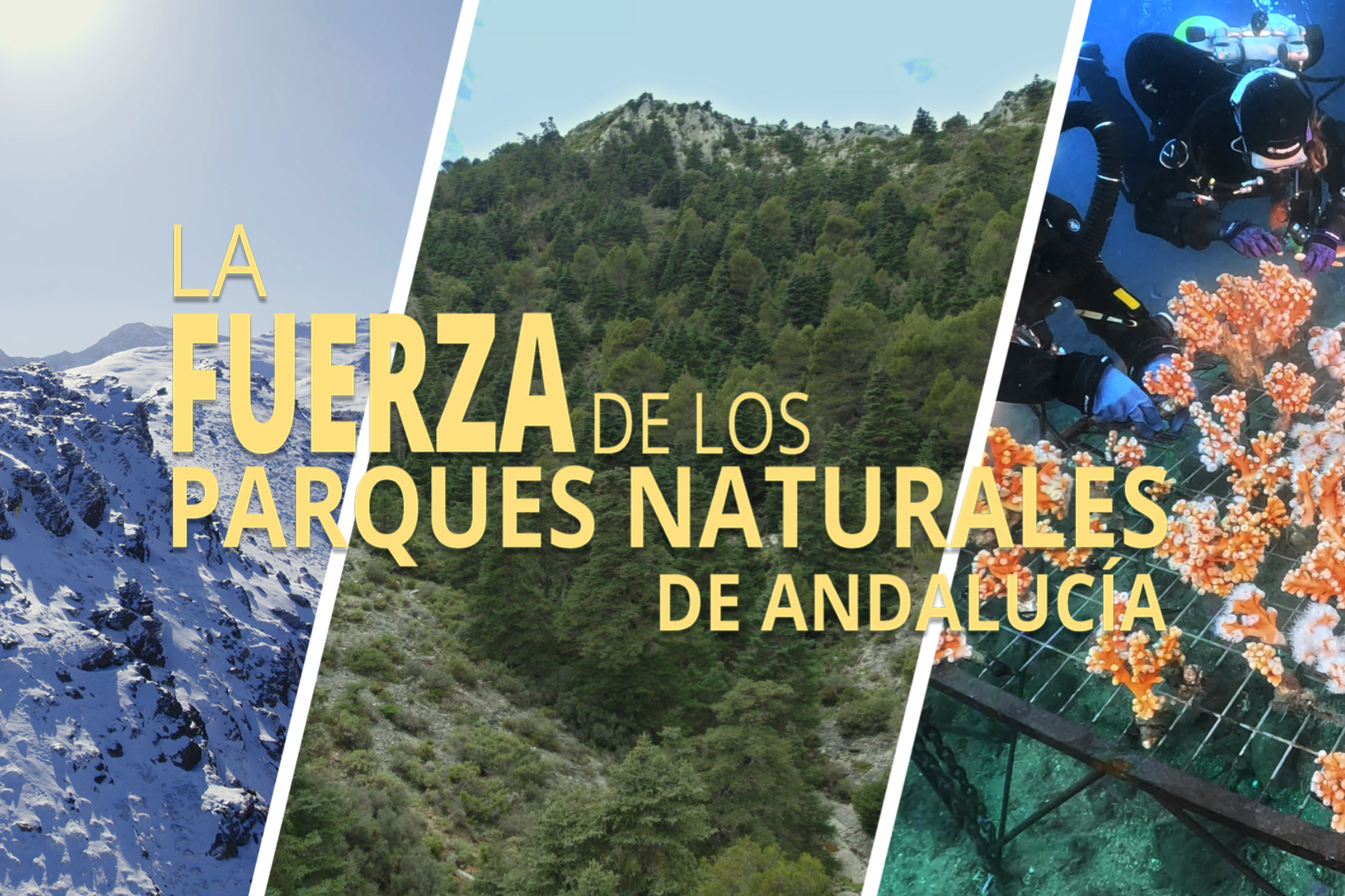  LA FUERZA DE LOS PARQUES NATURALES DE ANDALUCÍA, SERIE DOCUMENTAL PARA CANAL SUR Dexmedia