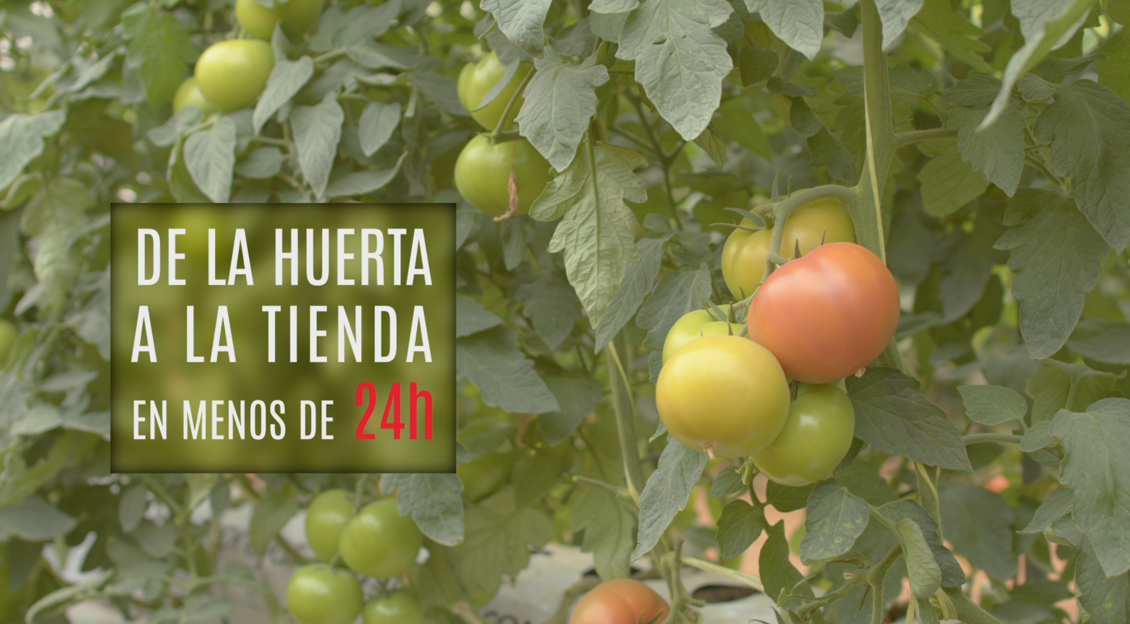 Grupo MAS | VISITA A LA HUERTA DE CONIL