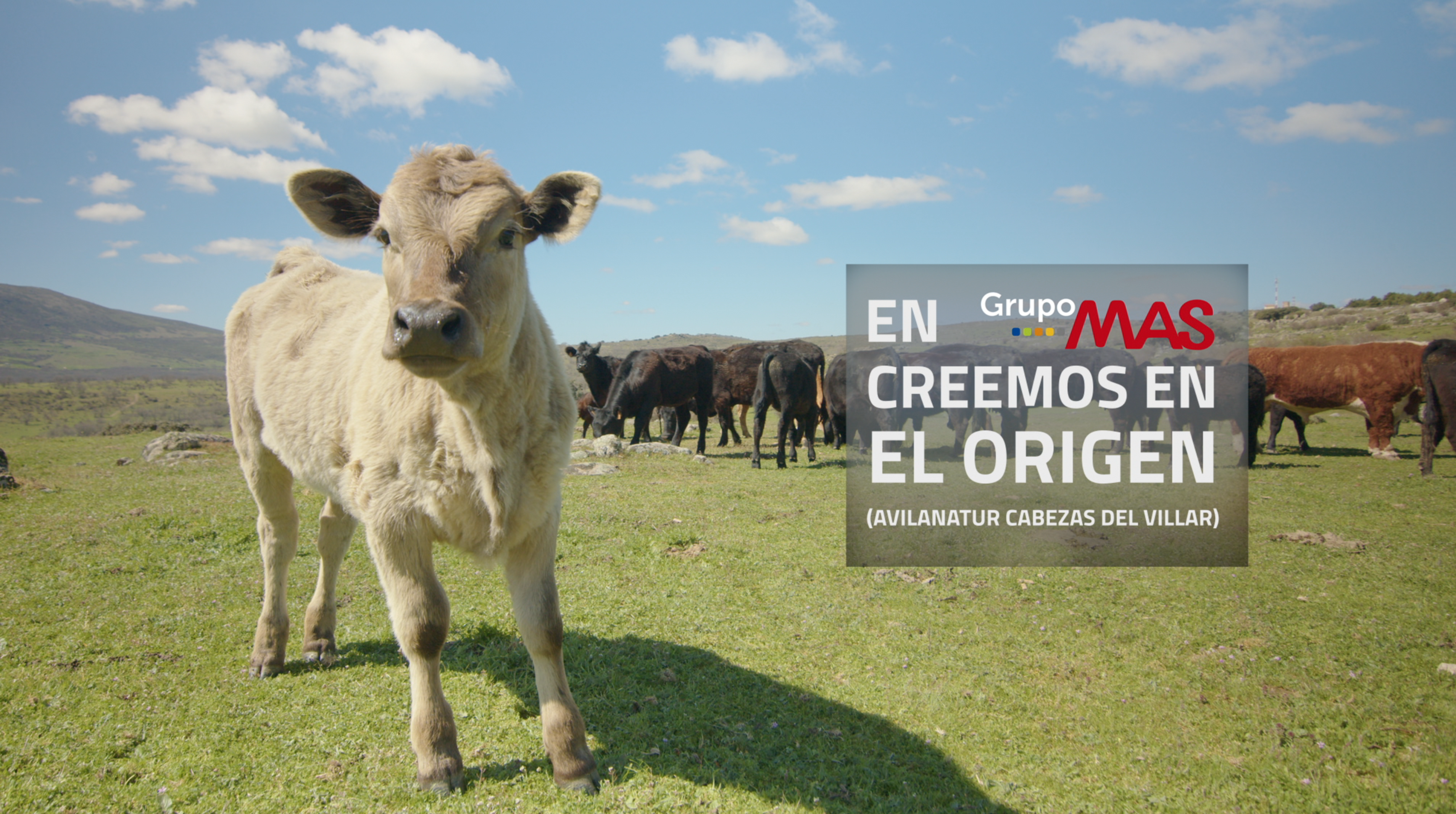 GRUPO MAS | VISITAMOS A NUESTRO PROVEEDOR DE CARNE DE VACUNO