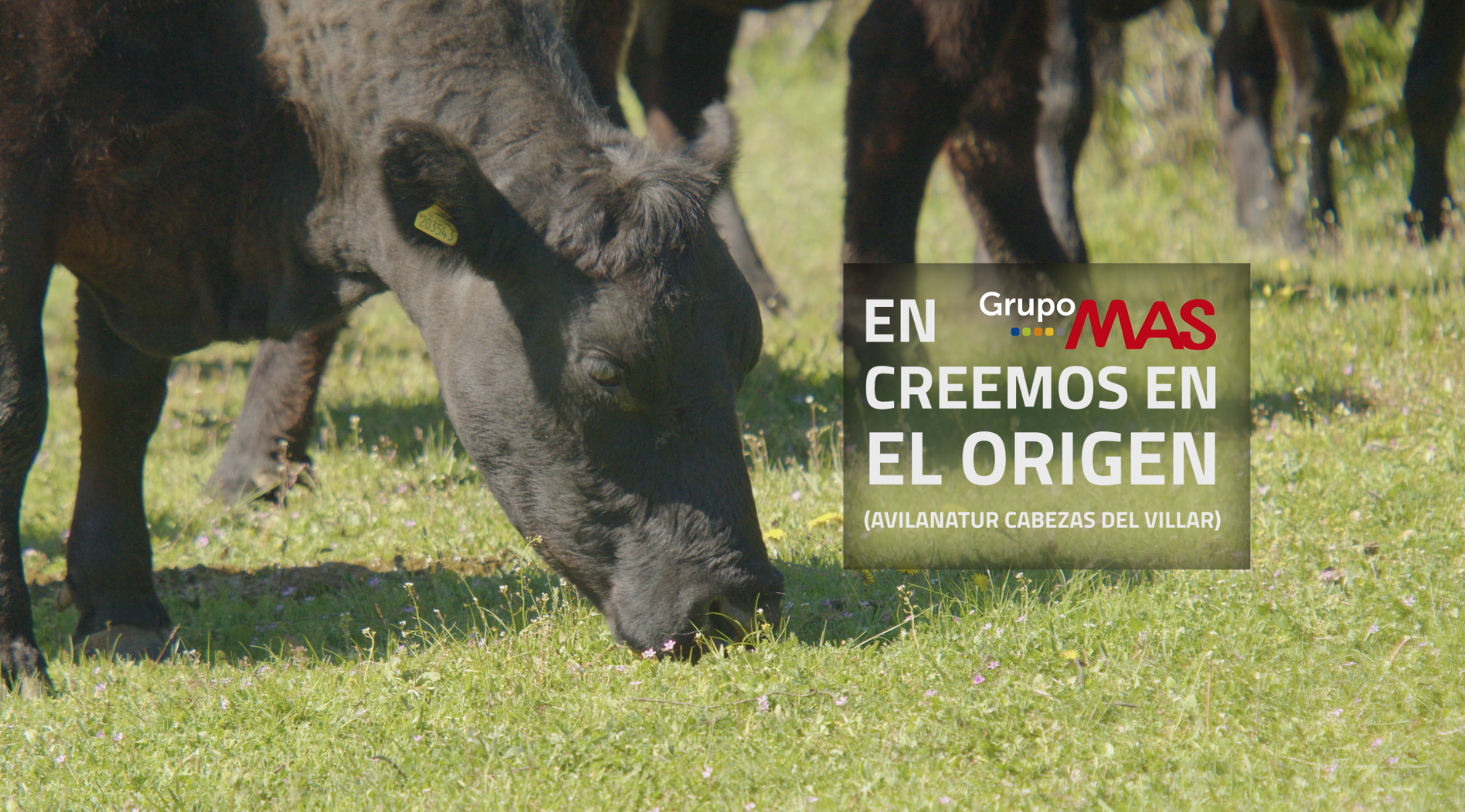 VISITAMOS A NUESTRO PROVEEDOR DE CARNE DE VACUNO