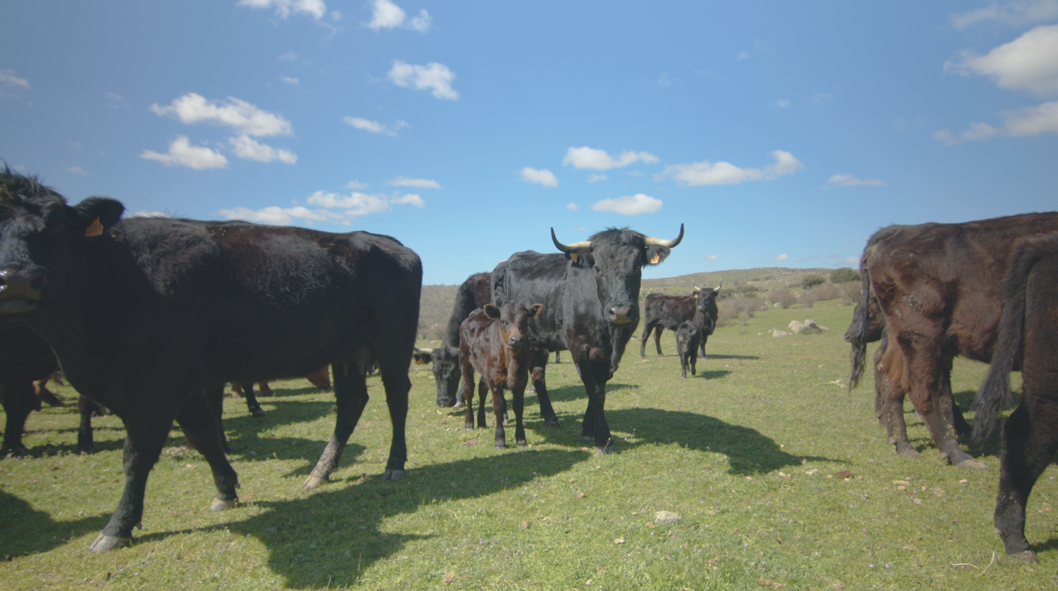 VISITAMOS A NUESTRO PROVEEDOR DE CARNE DE VACUNO