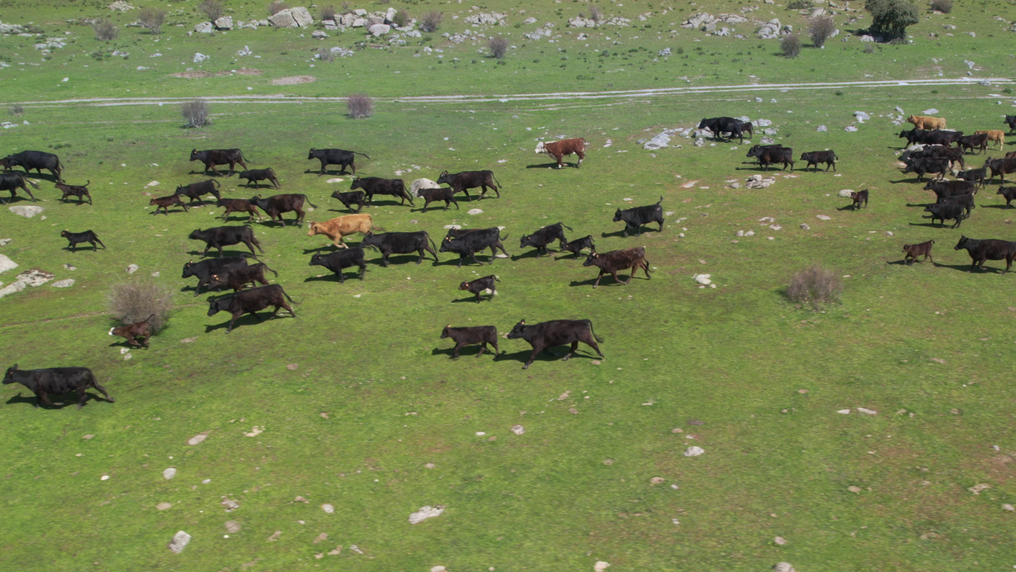VISITAMOS A NUESTRO PROVEEDOR DE CARNE DE VACUNO
