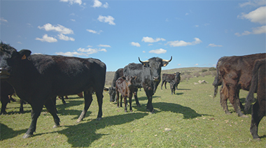 VISITAMOS A NUESTRO PROVEEDOR DE CARNE DE VACUNO